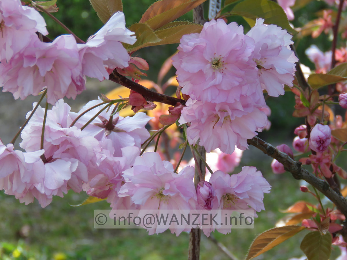 Prunus serrulata Kanzan 06 Bluetenmacro.JPG